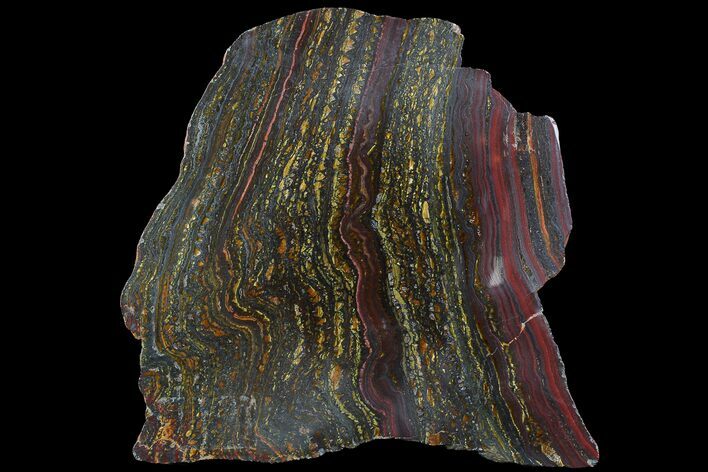 Polished Tiger Iron Stromatolite - ( Billion Years) #92819